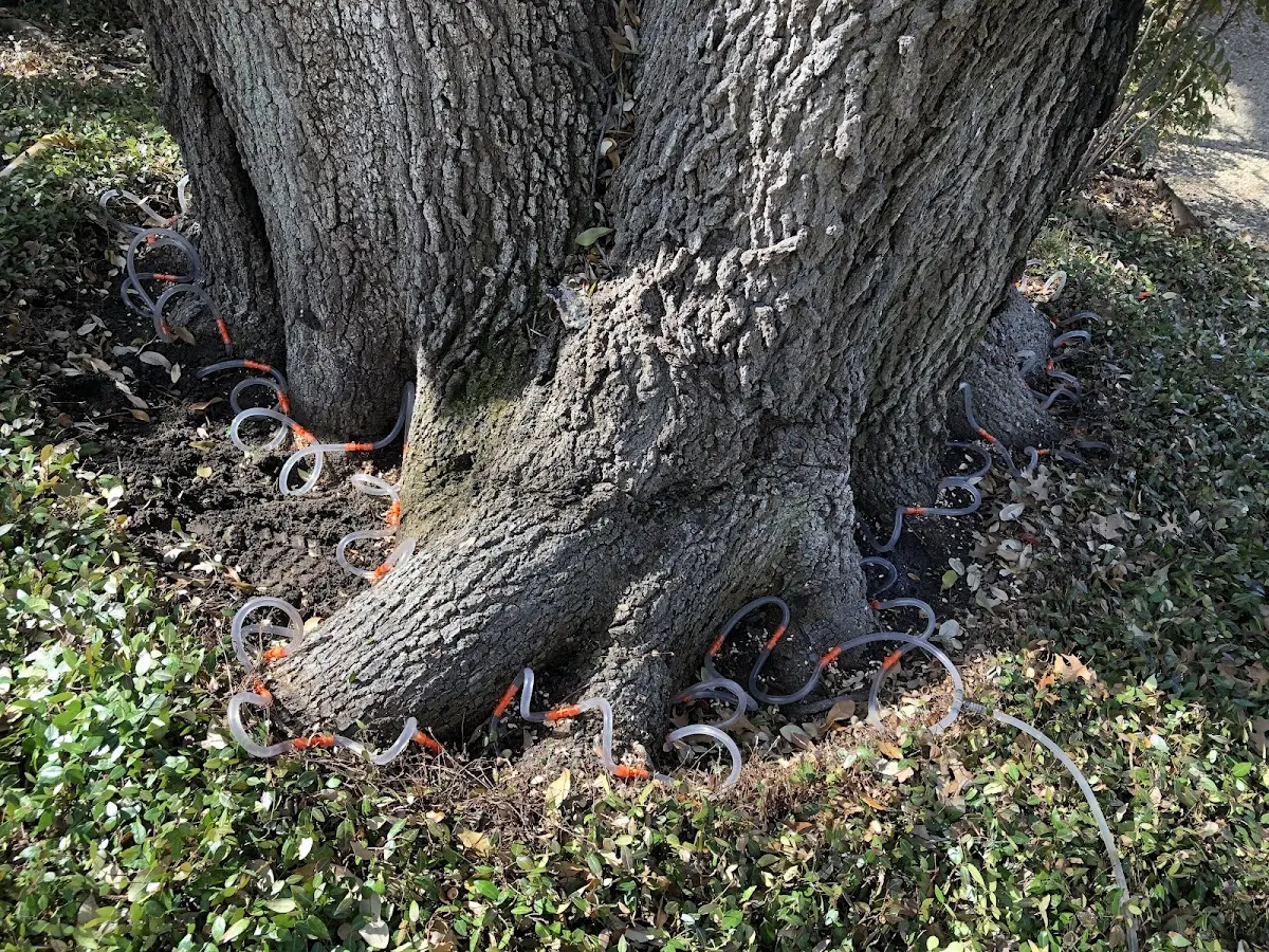 Detailed Tree Cabling and Bracing job site in Washtucna