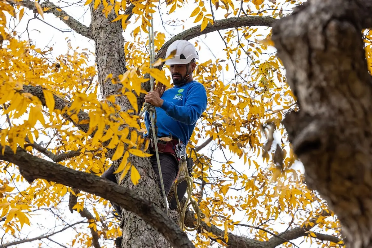 Skilled Tree Pruning crew working in Washtucna