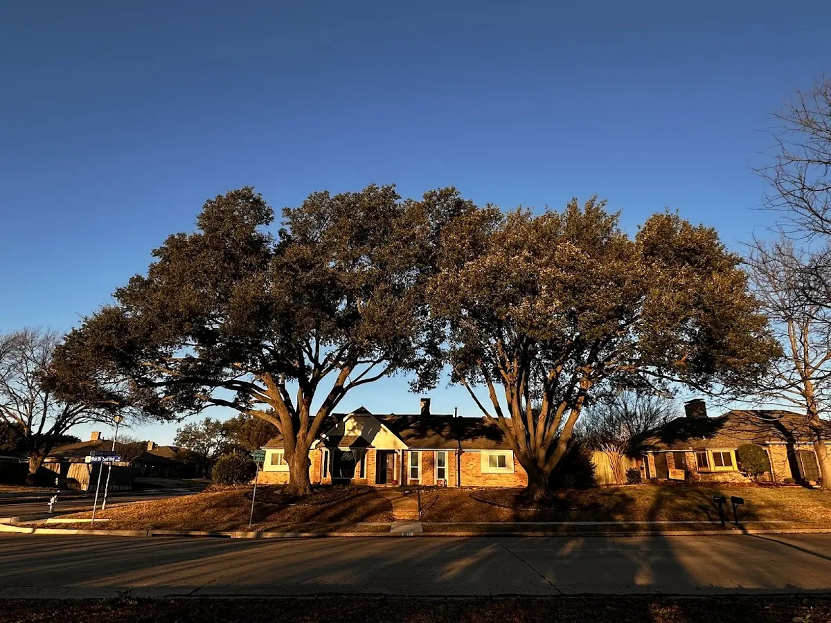 Established residential canopy tree shading a home in Washtucna